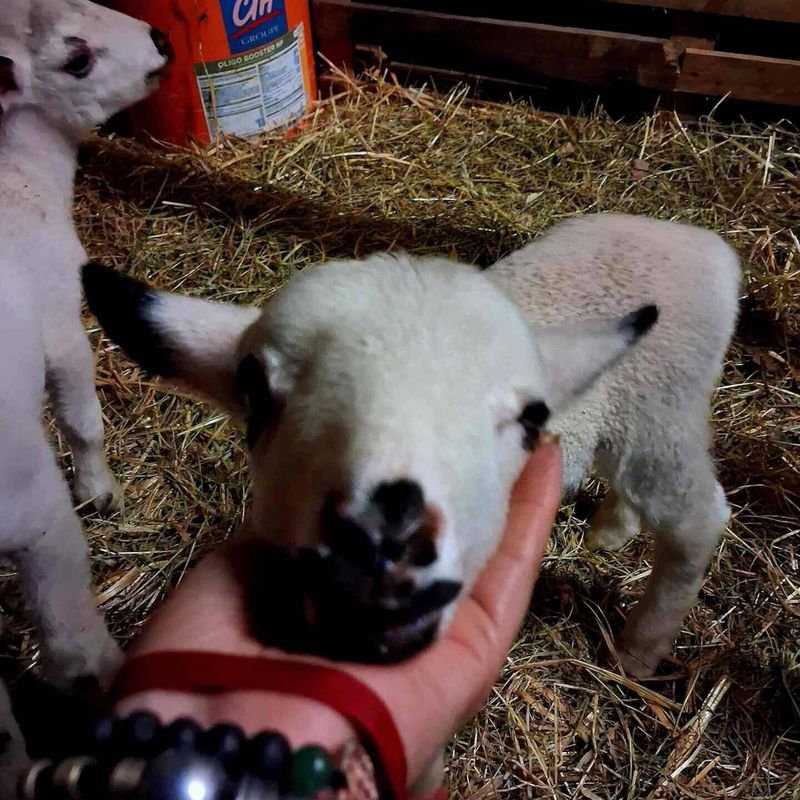 Lamb in the mini-farm's sheepfold
