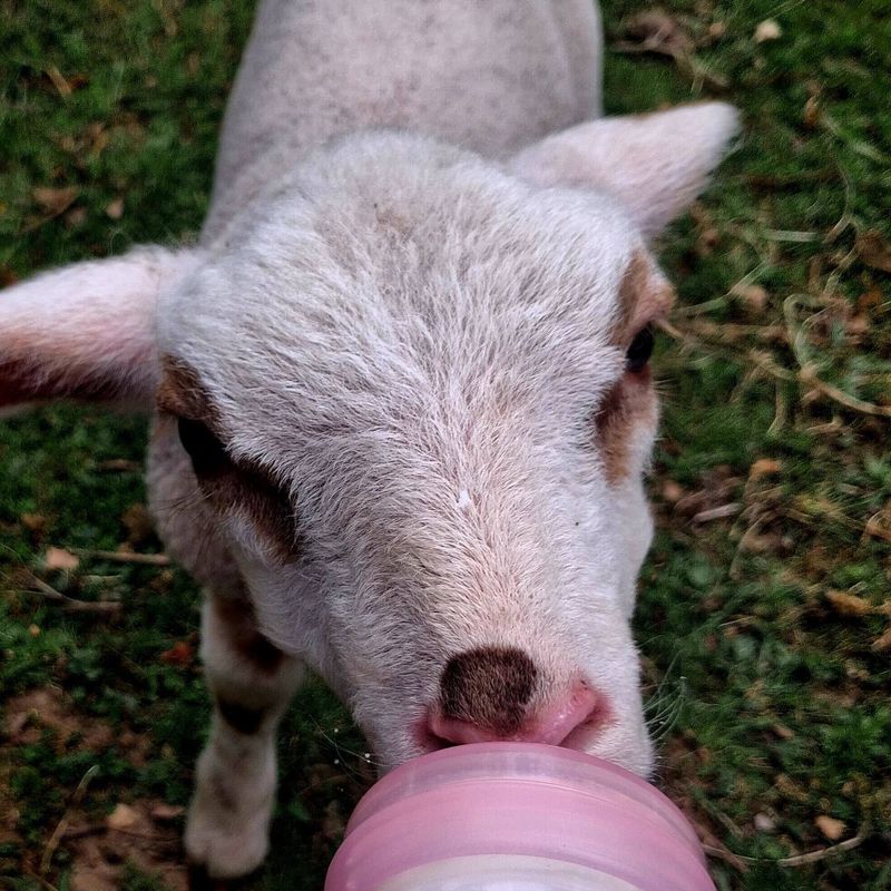 Bottle-fed lamb, with us
