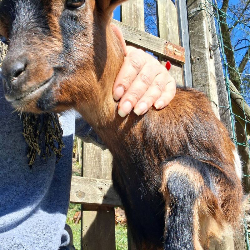 Goat being stroked during a visit to the mini-farm