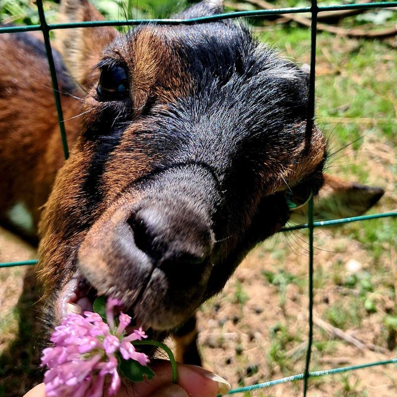A goat from the mini-farm, during a visit with the hosts