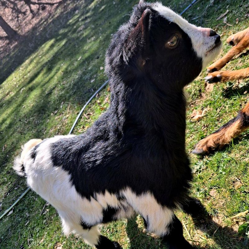 Black and white kid goat at the estate's mini-farm