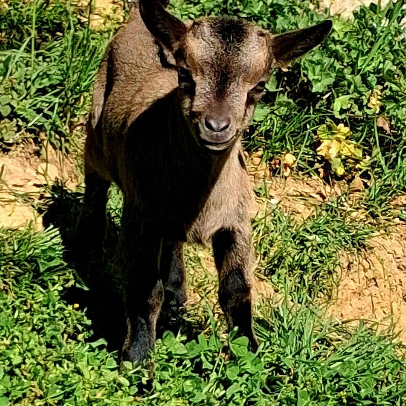 Brown kid goat in the grass, at the mini-farm