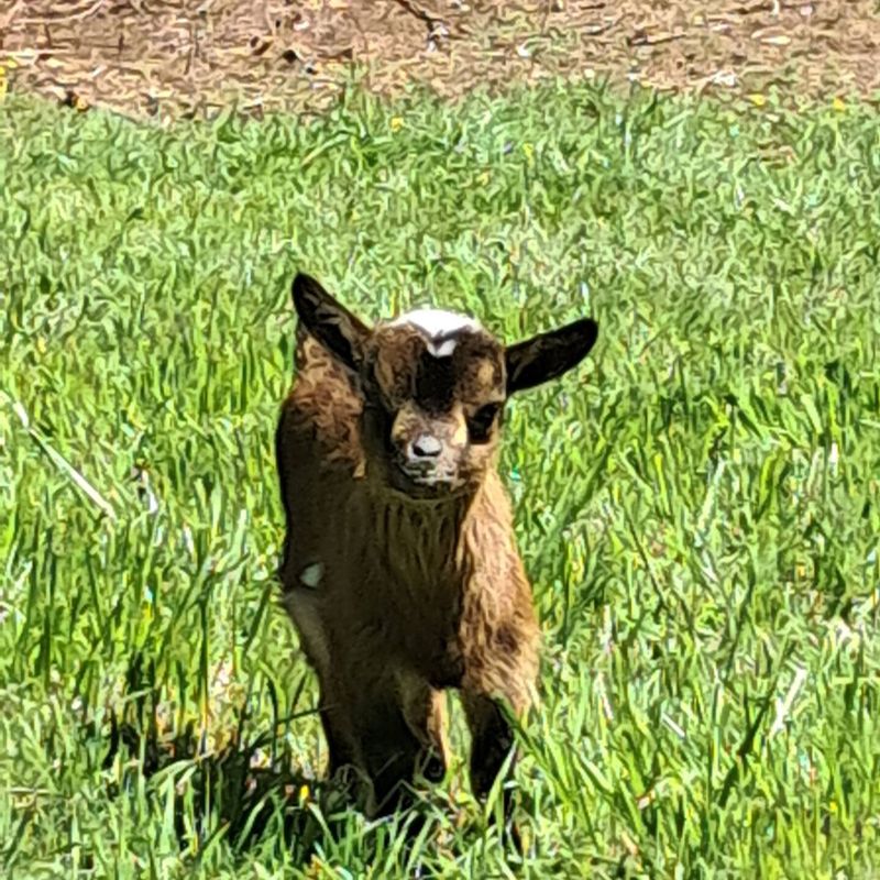 Kid goat in the estate's meadow, in Gaillac
