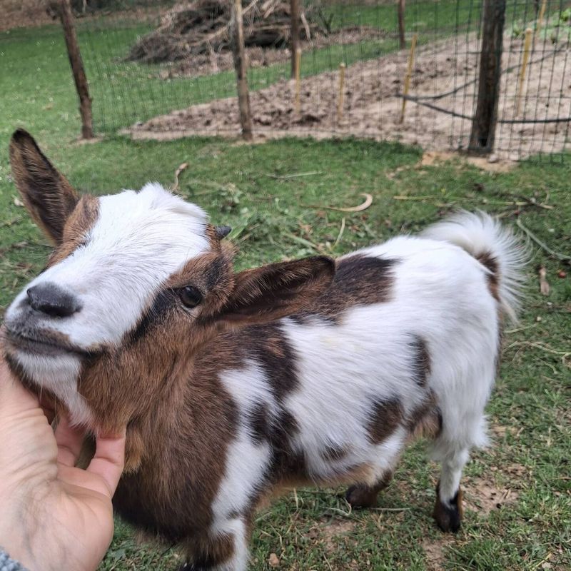 Kid goat held in the arms, during a visit with us