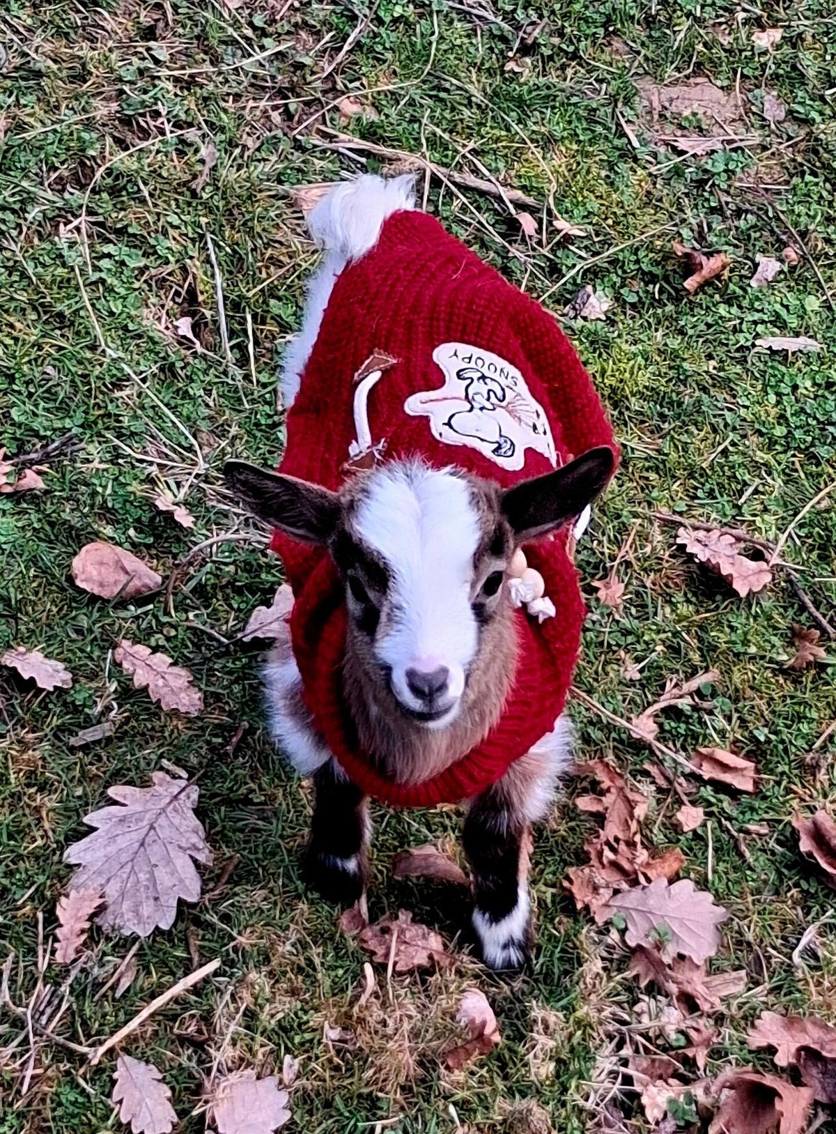 A kid goat from the estate's mini-farm, in a red jumper