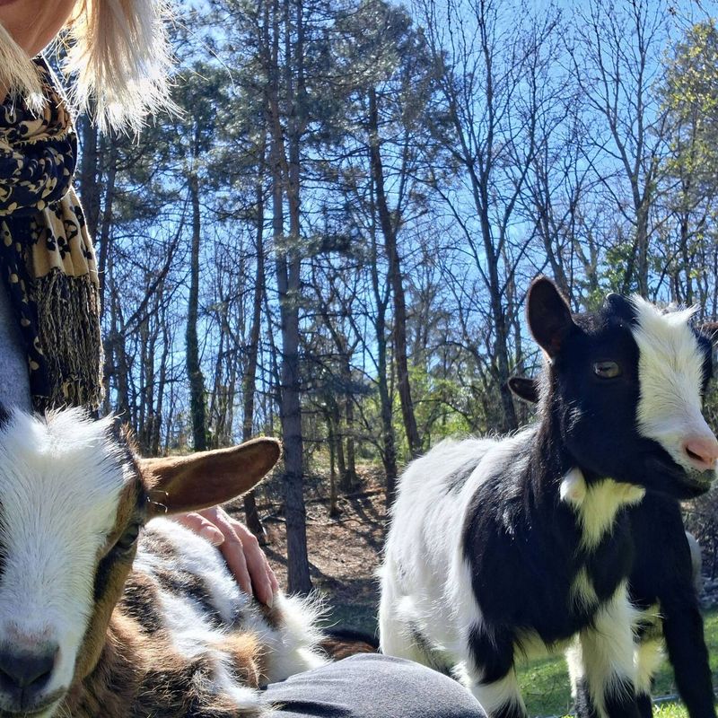 Visit to the mini-farm with the hosts, goats and sheep