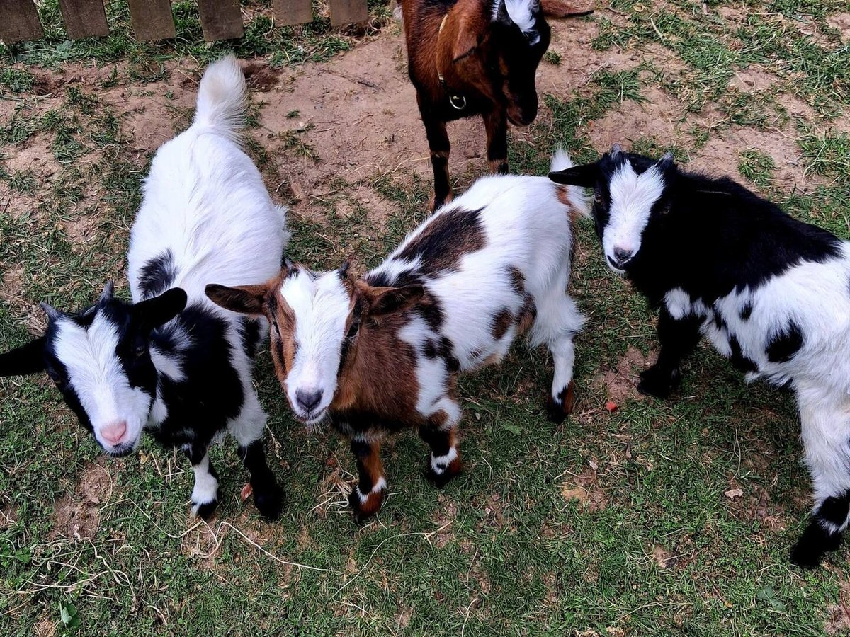 The goats of the estate's mini-farm, in Gaillac