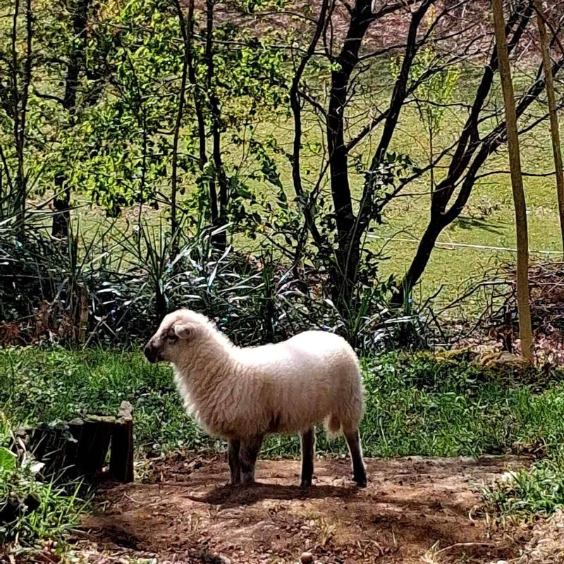 Sheep from the mini-farm under the trees of the estate