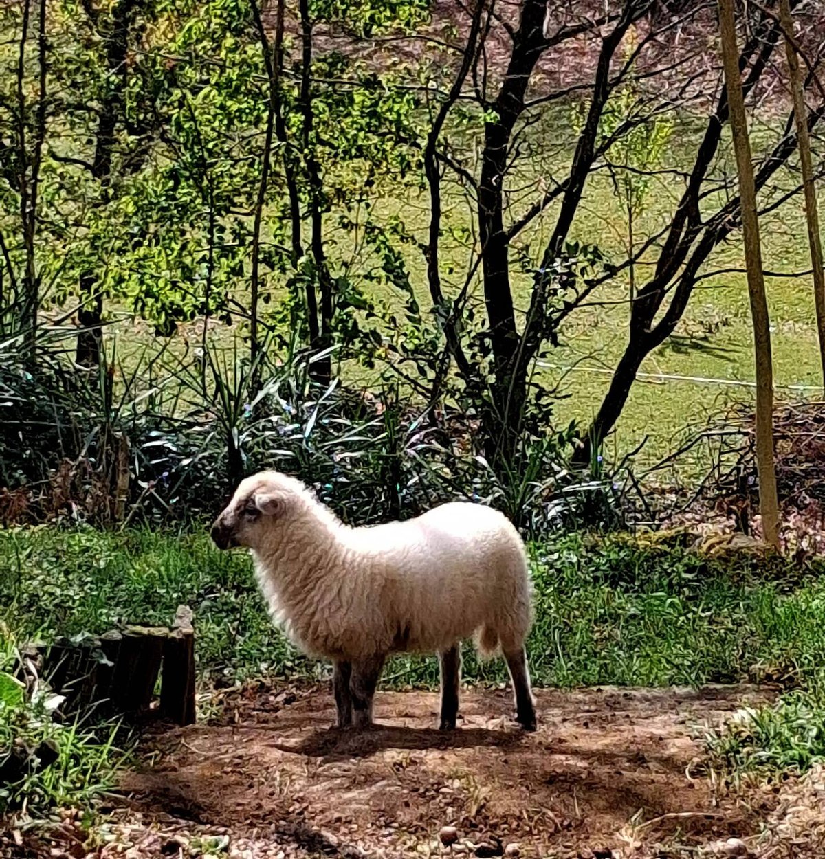A sheep from the mini-farm in the estate's woods